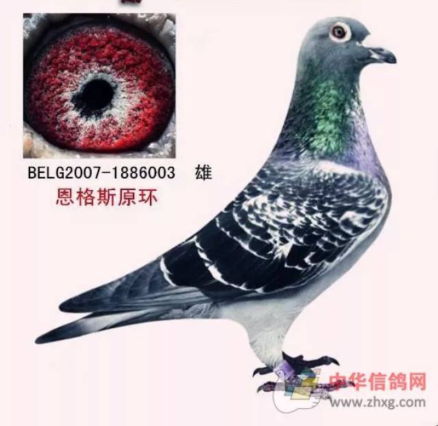 老司机一招教你如何识别冠军鸽和普通鸽的区别!