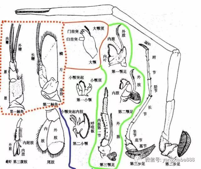 高清图解:对虾的内部构造!养虾人请收藏.