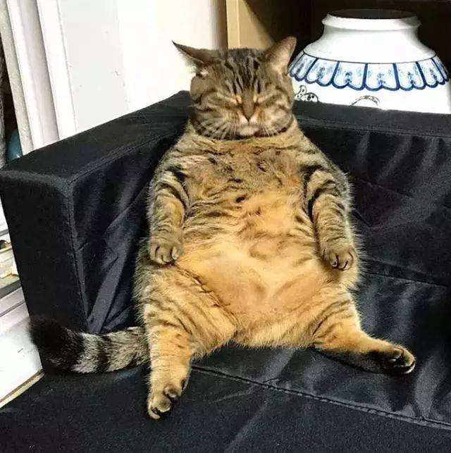 韩国这只胖嘟嘟的猫咪,胖着胖着成了网红.