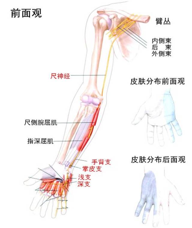 7,尺神经在前臂及手掌发出血管支,至尺动脉及掌动脉 1