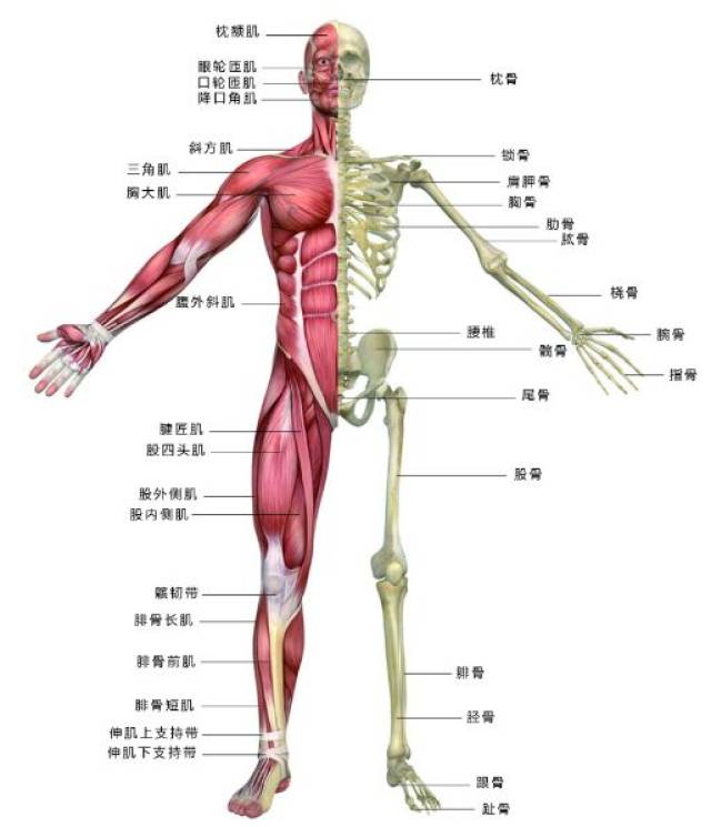 刚才说过,人体是一个整体,如果中心杠杆(脊柱)弯了,身体会自动保持