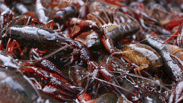 要养好小龙虾,你首先要了解小龙虾养殖中的这些误区