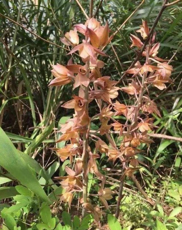 无叶也能开花的植物?一个老芦头,花痴硬是把它整开花了!