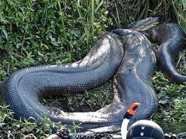 世界上最大的蛇类排名,体型最长可达到九米以上,第二已频临灭绝