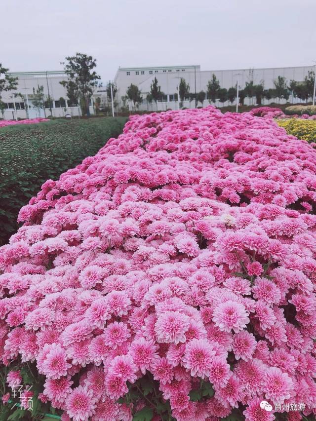 "秦岭名贵菊花展"盛大开园啦!走,我们去赏菊!