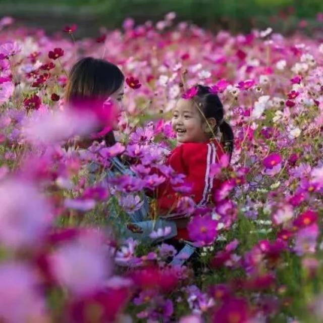 溧阳这两大花海美翻啦,分分钟拍满你256g内存