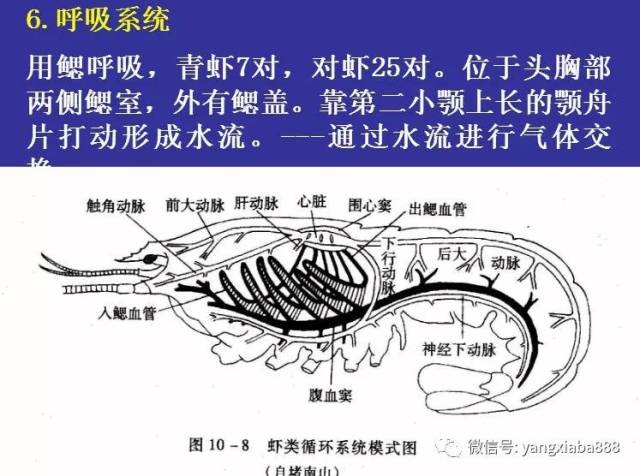 【周末课堂】高清图解:对虾的内部构造!养虾人请收藏