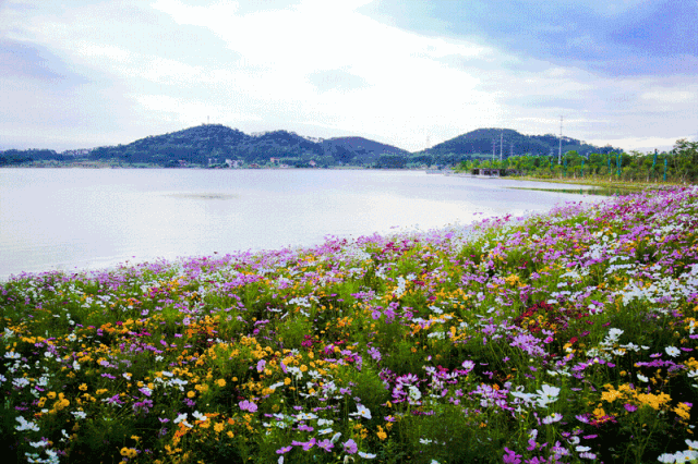 增城这个地方竟隐藏着一大片花海,再不去就晚了!