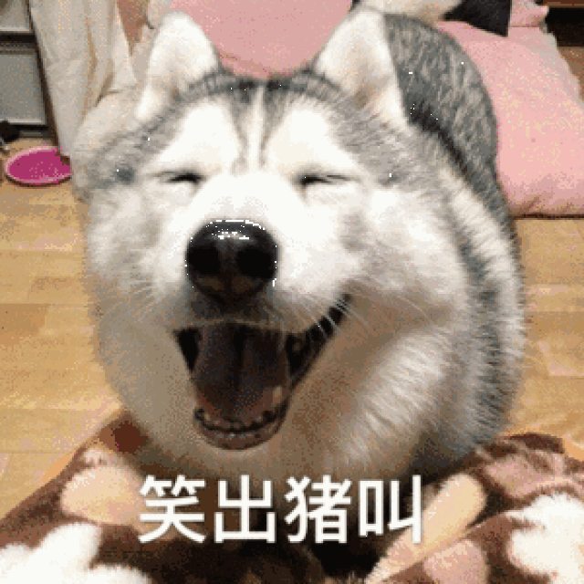 雪橇三傻到底是什么?有多傻?