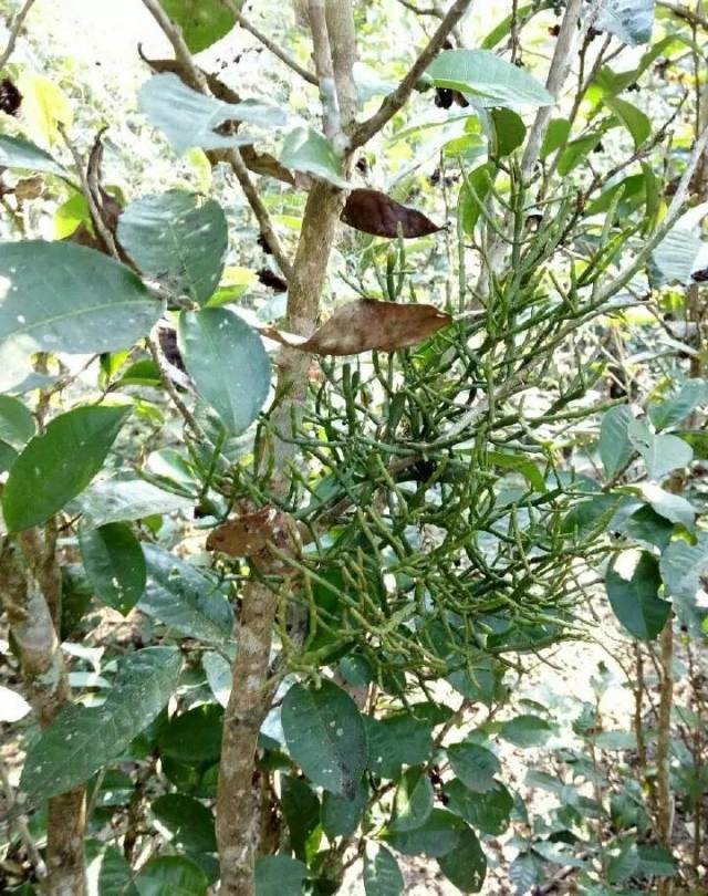 这种寄生在古茶树上的植物——螃蟹脚,一直被景迈山上的人们用来治疗