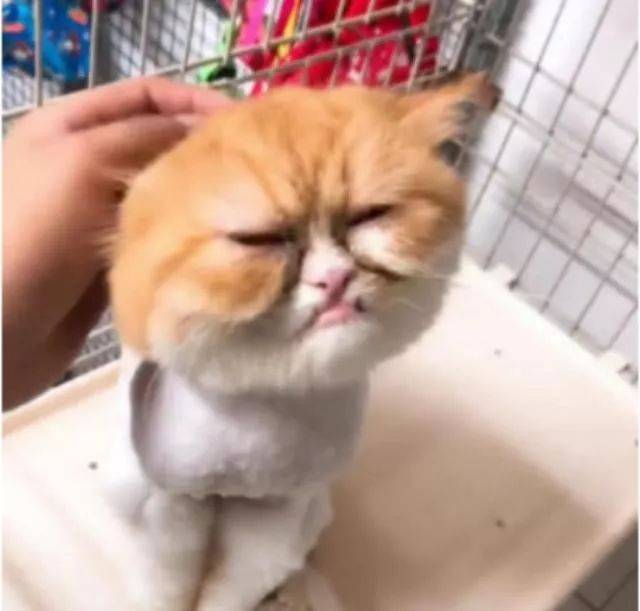 高价"人脸猫咪",网友越看越想笑
