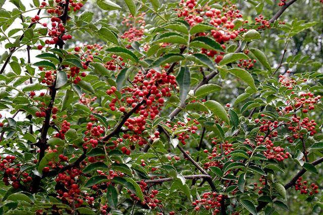花椒树栽培技术|大红袍花椒主要特性及育苗选种