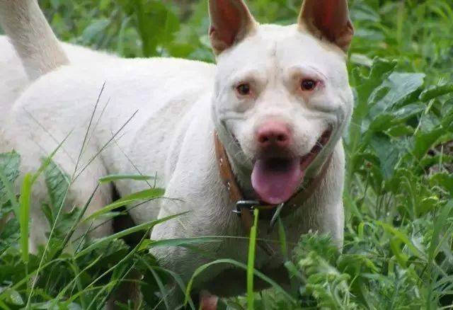 中华名猎白龙犬下司犬