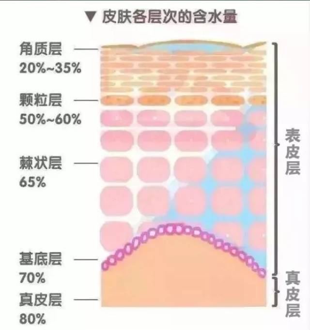 皮肤水分是从高水分含量层次向低水分含量层次运输,也就是说,补水是