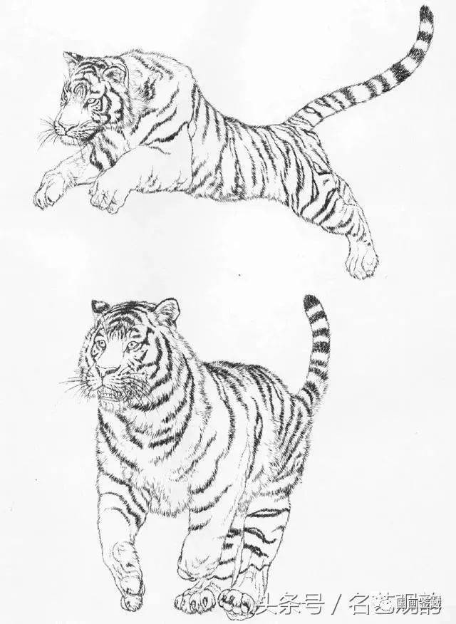 工笔画老虎的绘画过程技法(附高清白描虎60幅)