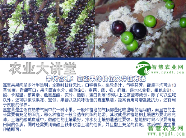 果树管理:嘉宝果的价值及种植方法