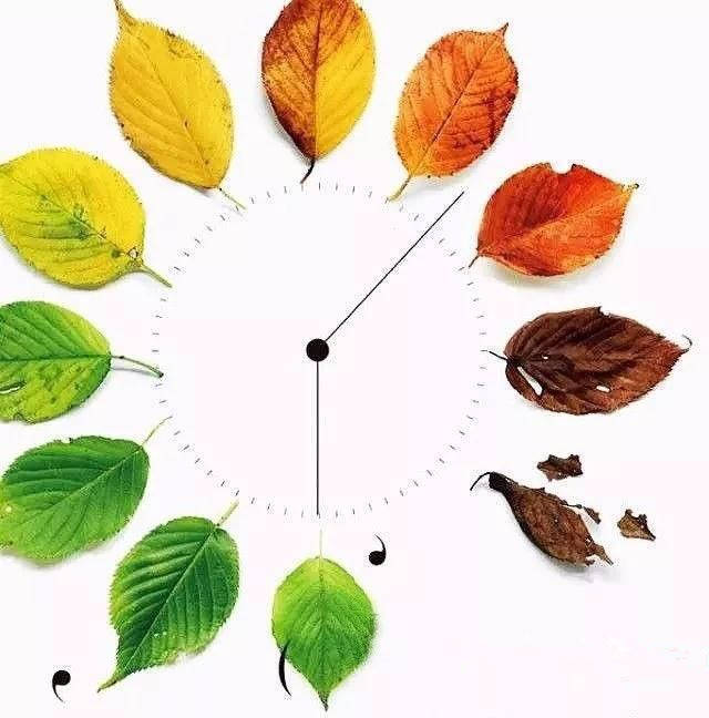 一片叶子从春到冬的变化,小朋友看懂怂吗?