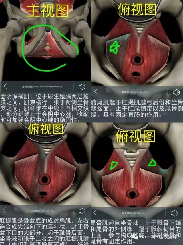 盆底肌肉群大致分为三部分:肛门附近的括约肌,阴道附近肌肉群,以及