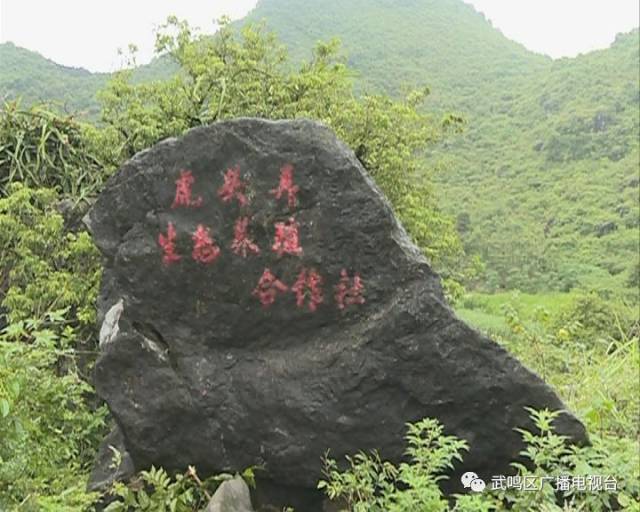 武鸣:锣圩镇清凤村:致富带头人引领贫困户脱贫