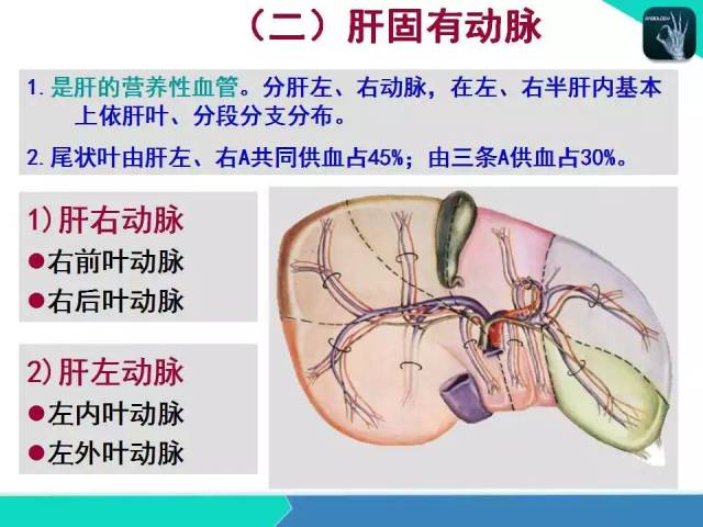 精品课件| 肝胆,门静脉解剖