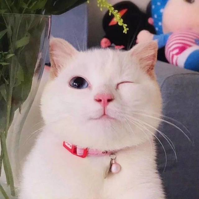 100张可爱萌宠头像,来点合集!