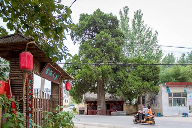 河南鹤壁:石林村有一棵五层楼高的大柏树,树龄上千年