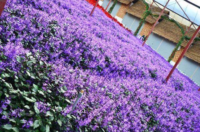 金马伦高原薰衣草园内种植着大量美丽的紫色薰衣草,园内布置得很文艺