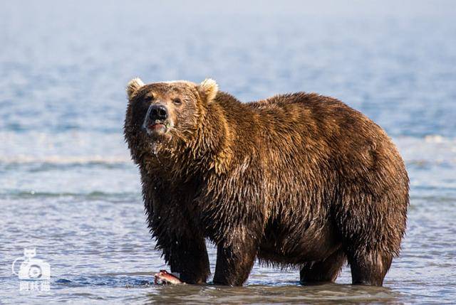 堪察加棕熊(kamchatka brown bear)可是欧亚大陆上体型最大的肉食动物