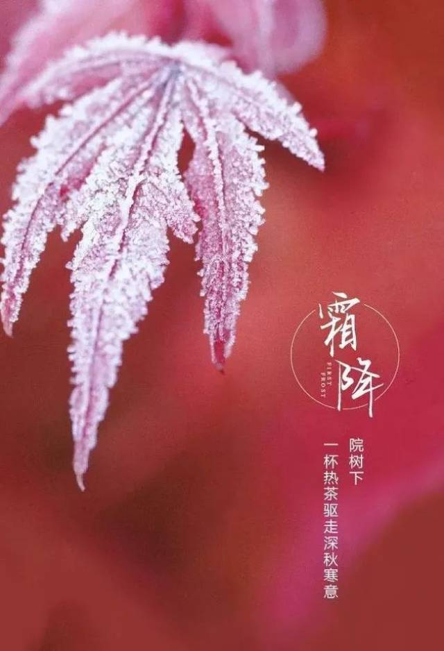 秋茶中最神秘的"霜降茶",用香气温暖晚秋的寒凉