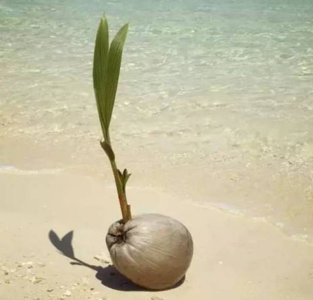 海南人常喝椰子水,但你知道椰子是怎么样长成的?