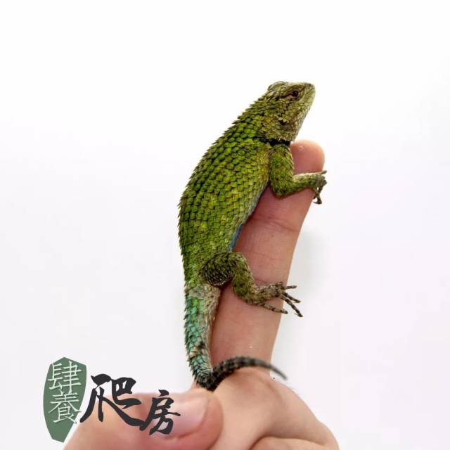 上周到的热门货主要是孔雀针蜥,狼牙棒鬣蜥,以及一批国外进口的沙