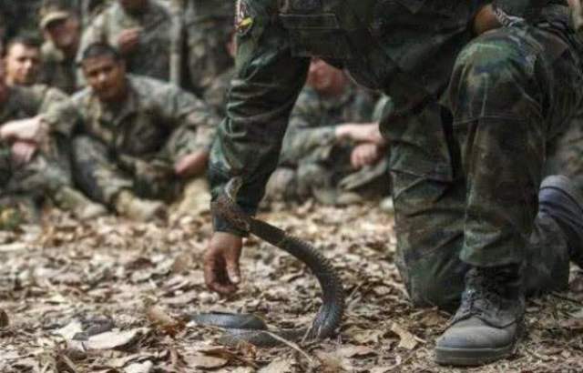 特种兵在野外生存训练时,都会吃什么东西?说出来别不信