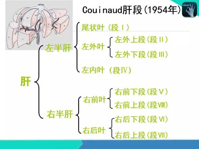 精品课件 肝胆,门静脉解剖