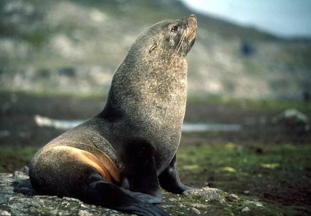 海 狗(fur seal)