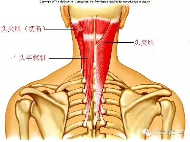 (1)头半棘肌:起始于上方六段或七段胸椎和第七段颈椎横突的顶端,和
