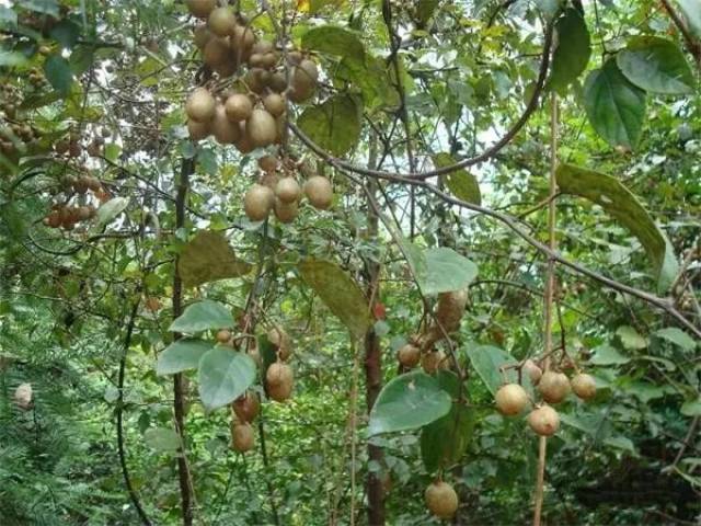 富含丰富维生素c,可以抗氧化衰老,一般都生长在大山里,果实要比种植的