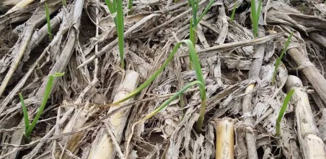 千亩蒜苗生怪虫,短短5天大片死亡!却面临无药