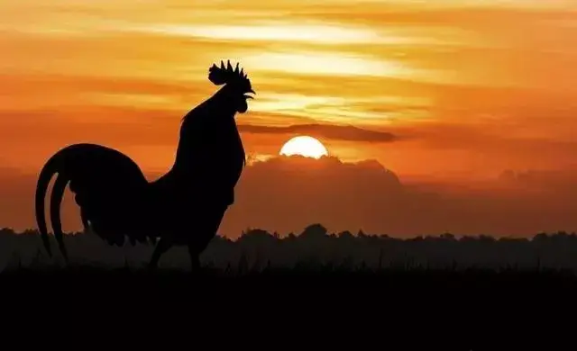 公鸡每天早晨四点多都会打鸣,为什么它的时间那么准时