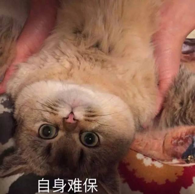 为了收集猫咪的表情包,主人竟然把猫咪.喵:如何才能