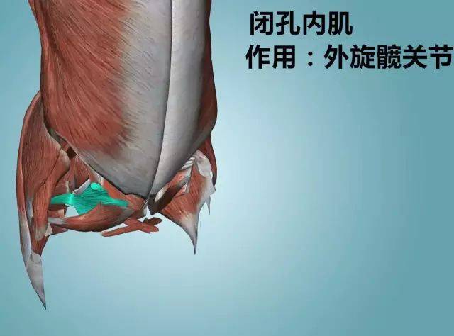 闭孔内外肌 3.盆骨周围的肌肉 (臀小肌) 4.