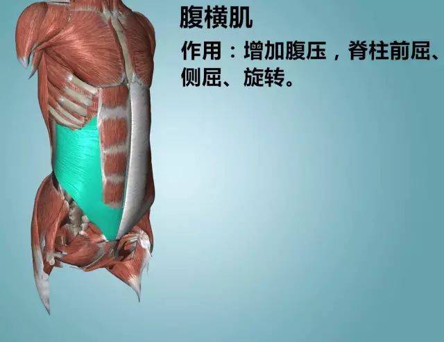 肌肉运动功能解剖(上肢):结构及功能的简要介绍