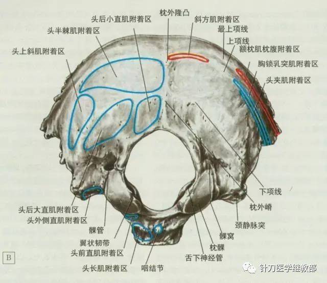 颈部软组织引起"枕大神经痛"原因及处理策略