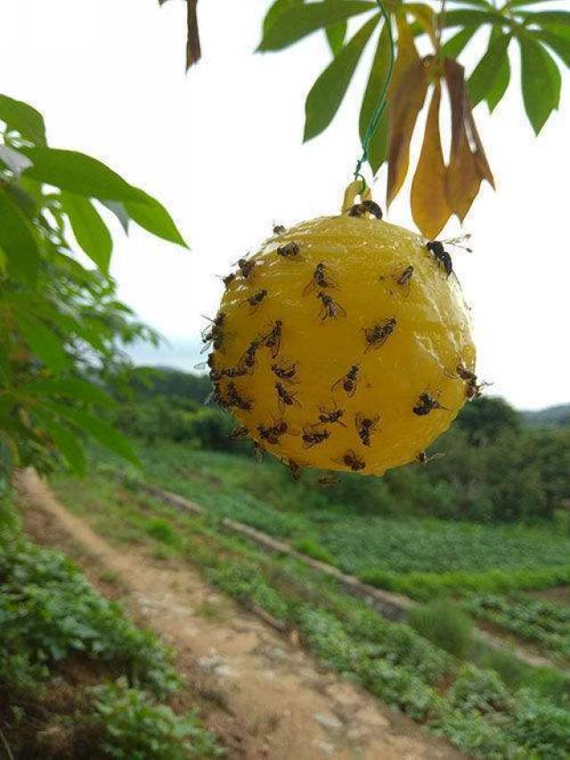 果蝇天敌的大实蝇诱蝇球批发价多少?与药剂相比哪个成本高?