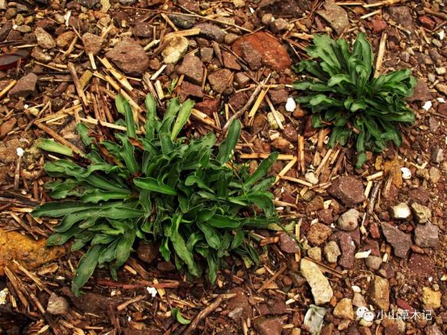 宁波滨海耐盐碱植物调查小记