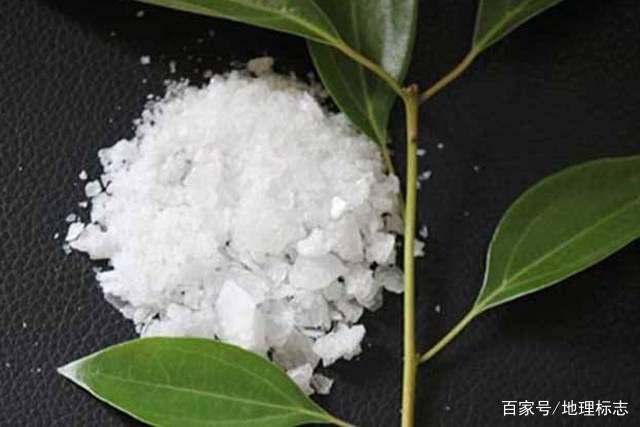 龙脑是什么东东看完你就知道生活中肯定离不开它国家地理标志保护新晃