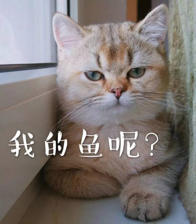 嘿嘿嘿,小猫咪是不是想吃小鱼干啊?先给我摸一下.