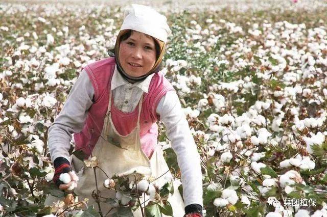 新疆棉花和内地棉花有什么不同?