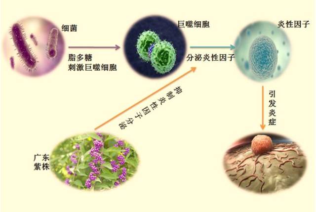 多重作用,直击病症 抗炎作用:抑制巨噬细胞分泌炎性因子,抑制