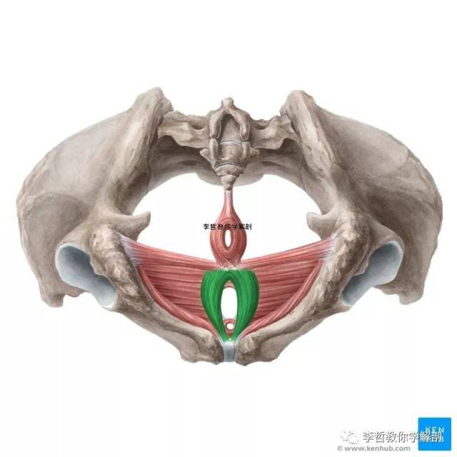 球海绵体肌 后面的肌肉有: 尾骨肌