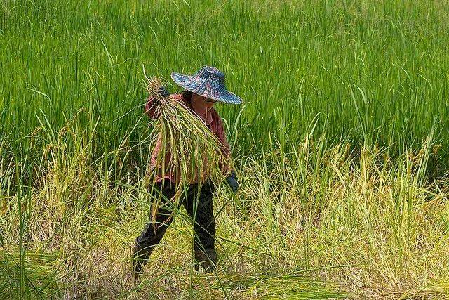 泰国农村很穷吗?照片记录,还原真实的泰国乡村